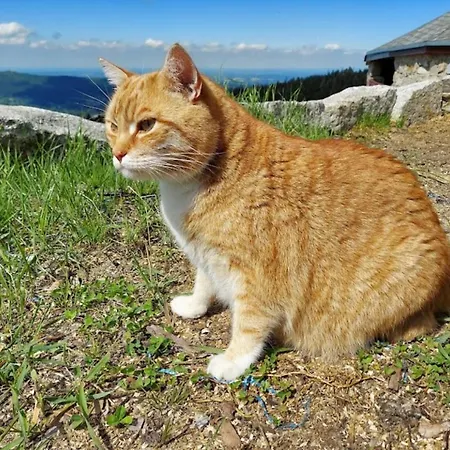 Schronisko Pttk Hala Szrenicka Hostel