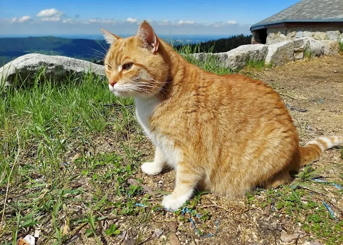Schronisko Pttk Hala Szrenicka Hostel